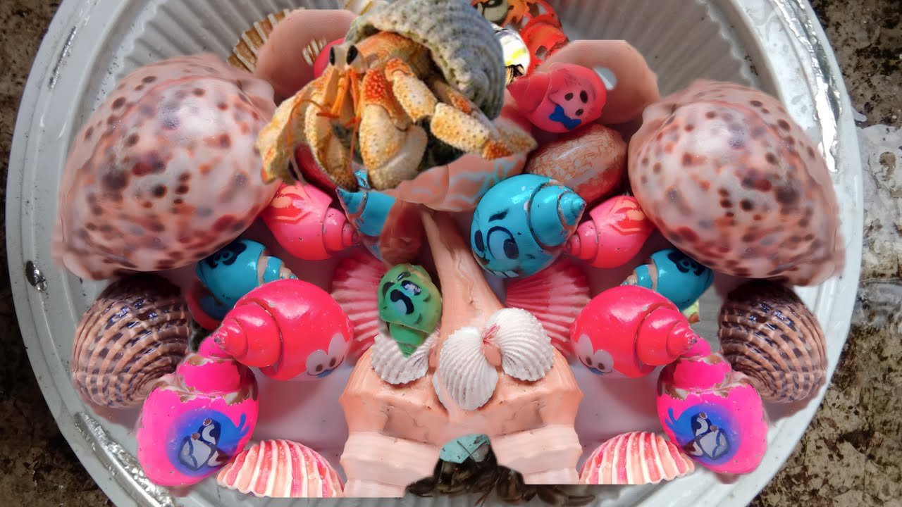 Amazing hermit crab, fish, milipedes and insects 21 - YouTube
