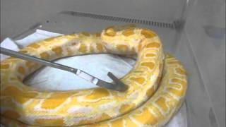 Control Mites-Acari Python Molurus Bivittatus