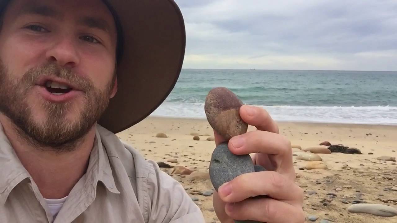 wildlife tea PENGUIN PROPOSALS with Ranger Jamie