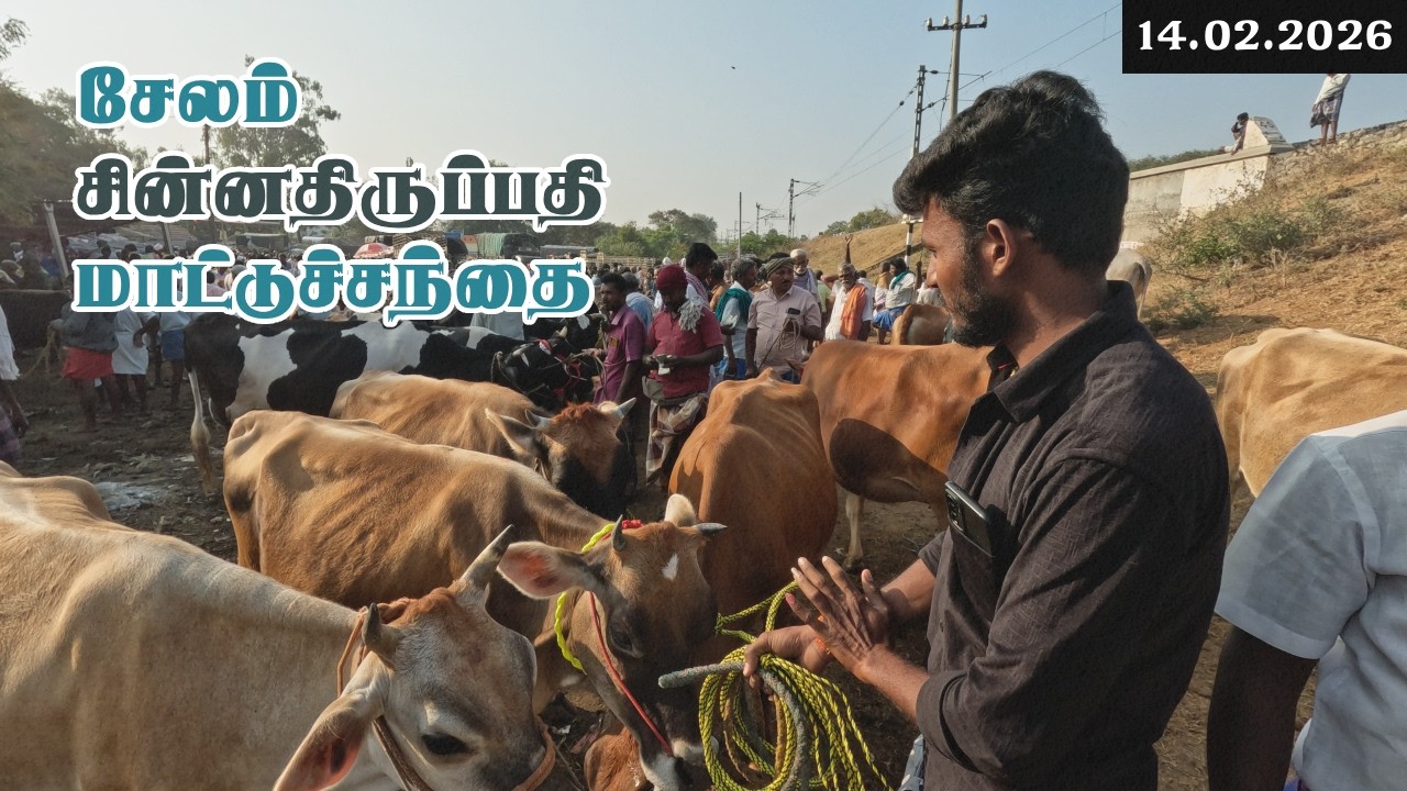 💰14.02.2026 சேலம் சின்னதிருப்பதி மாட்டுச்சந்தை | Salem chinna thiruppathi mattusanthai price update!