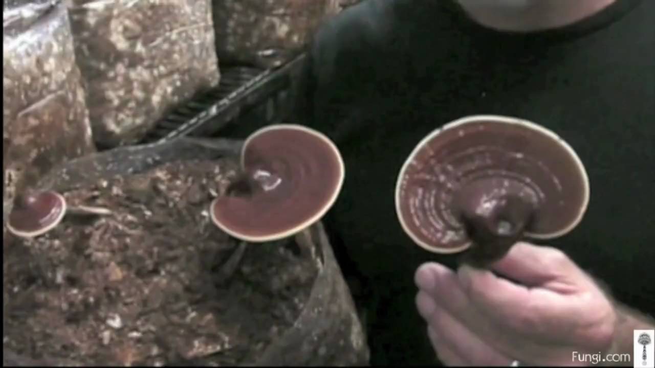 Paul Stamets with Reishi mushrooms in growroom YouTube