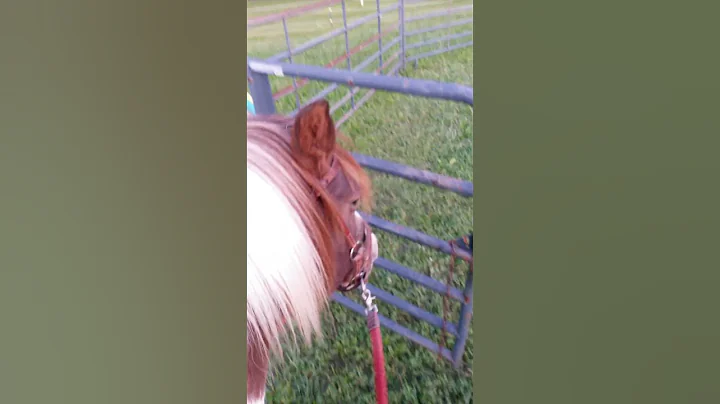 Naughty pony learning to open gates