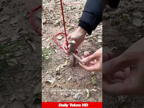 Simple Trap Setup Uses Only Tension BushcraftSkills 