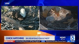 Bald Eagle Egg Hatching at Big Bear Lake
