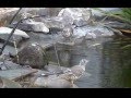 Miniature de la vidéo de la chanson Morgenstimmung (Peer Gynt Suite)