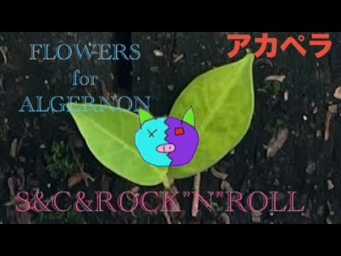 SEX&CLASH&ROCK'N'ROLL【氷室京介さん】【Twitch切り抜き】FLOWERS for