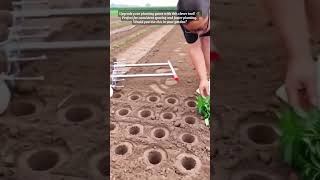 Efficiency in Planting: A Simple DIY Tool for Gardeners