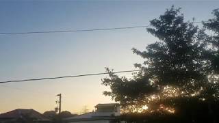 Birds Chirping and Roosters Crowing Sounds screenshot 1