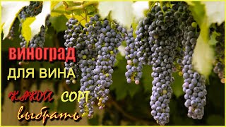 Мои сорта винограда для ВИНА./My grape varieties for wine.