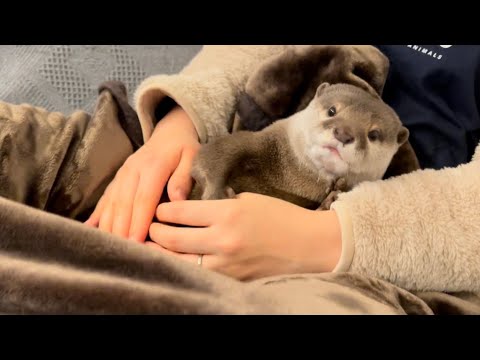 ??????? ????????????????????????? otter who is busy but suddenly sleeps
