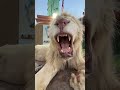 مين جاهز يعمل مساج ل Simba يكتبلي🦁!!
