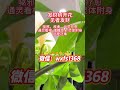 无法解释的玄学 发财树开花 #法术