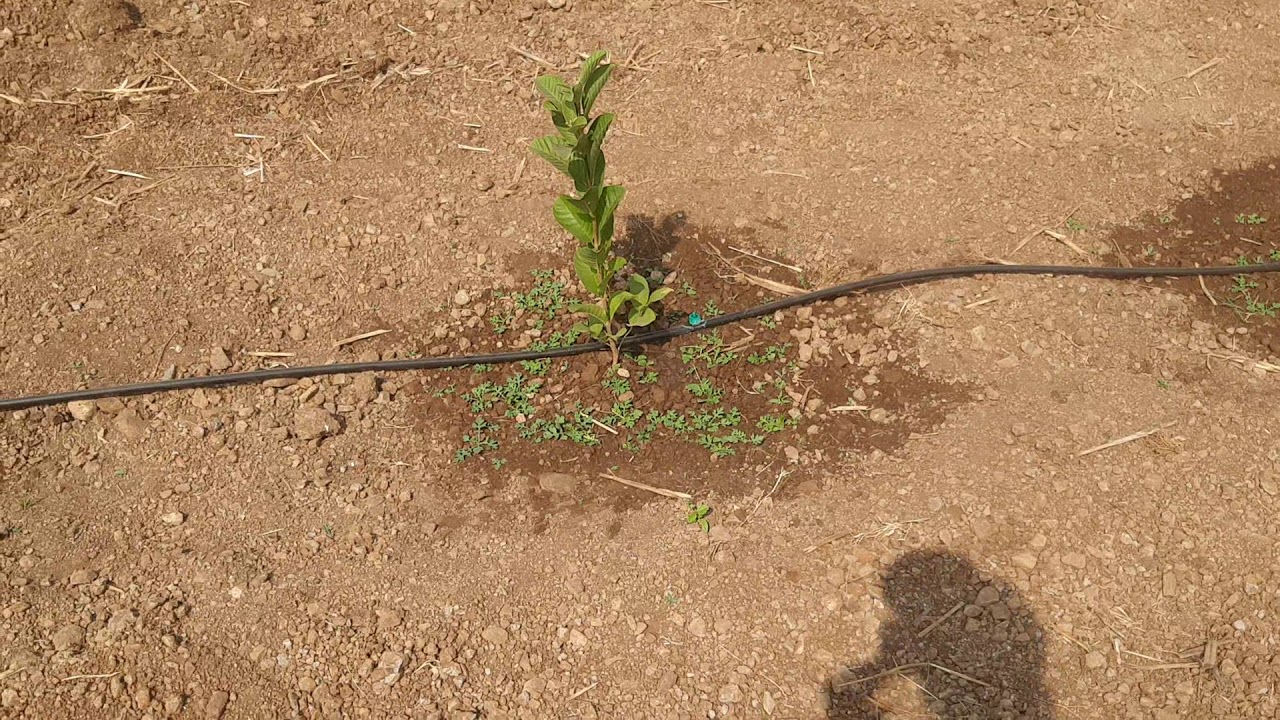 पेरूची नवीन रोप लावल्यावर पहीले (स्टाॅपींग) शेंडा मारने....