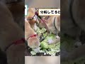 食べはしないらしい #動物 #2ch動物スレ #shorts #animals #ゆっくり解説