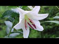 Lilium "Casa Blanca" 【ユリの女王、カサブランカ】
