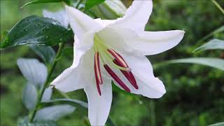 Lilium "Casa Blanca" 【ユリの女王、カサブランカ】