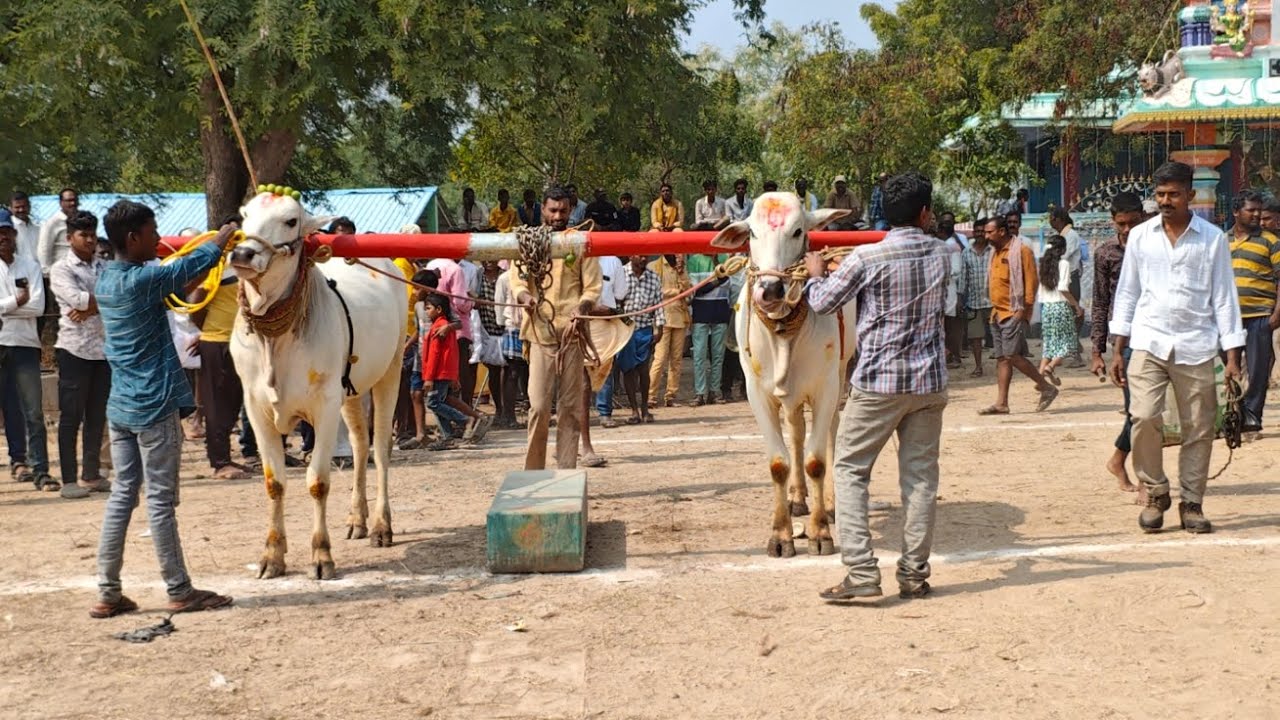 పాపినేని పల్లె గ్రామం 2 పళ్ళు విభాగం 2వ జత2800
