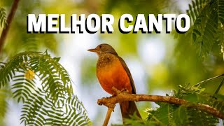 Sabiá Cantando:  (IMPRESSIONANTE)😱 Sabiá Laranjeira na natureza!!