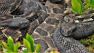 Rattlesnake And Copperhead Hunting In Pennsylvania 19 Seth s Out On A Copperhead Youtube Rattlesnake And Copperhead Hunting In Pennsylvania 19 Seth s Out On A Copperhead Youtube