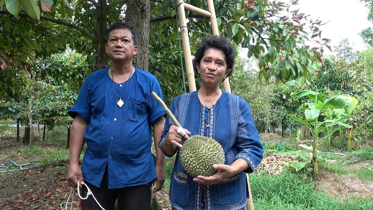 bangkok air This Farm Sells Durian For Up 32,000 Dollars