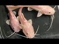 YOU NEVER SEEN SOME OF THESE FISH BEFORE!!!! PHANTOM REDTAIL CATFISH