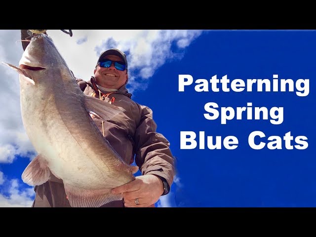 Patterning Spring Blue Catfish - Spring Blue Cats - How To Catch Spring  Catfish 