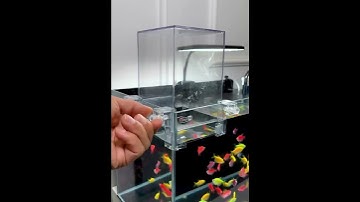 Bể cá úp ngược #dungaquadecor #becaupnguoc