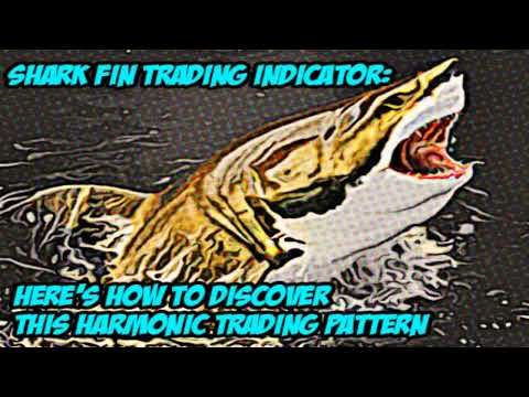 Shark fin trading