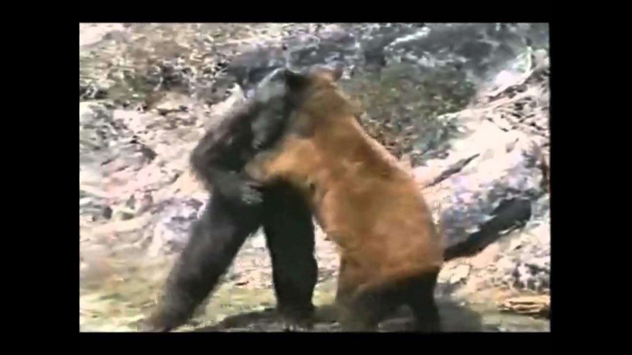 Видео медведи против. Росомаха против медведя. Медведь против гориллы бой. Росомаха напала на медведя. Росомаха дерется с медведем.