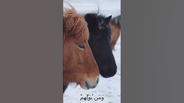 سورة الأنفال و..كا..نك تسمعها لأ.و.ل مر.ة ❤️..💮🌼.💜💗🌸💐بصوت الشيخ حمزة مد.بو.ح 💓💟...🏵️.💮🌼..💛💓