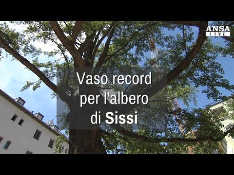 Video: Potare gli alberi dell'imperatrice reale: quando e come potare un albero di Paulownia
