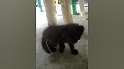 Video 125851: persian himalayan mixed, persian himalayan kittens, cute himalayan persian, persian mixed breed kitten, persian catlover kitten cute, cat fight cute