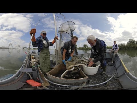 გადაარჩენს თუ არა „გველთევზას მწვანე შეთანხმება“ ამ თევზის სახეობას?