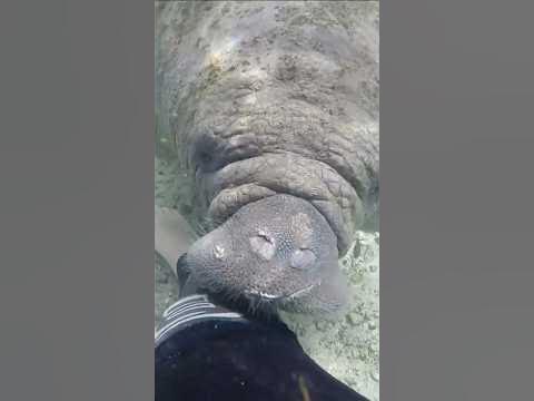 The manatee's closest relative may seem surprising #manatees #