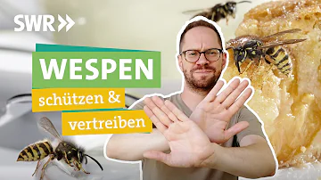 Wie Apfelbaum vor Wespen schützen?