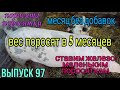 Вес поросят в 5 месяцев. Какой вес набрали поросята без добавок. Свинки на племя. Железо поросятам.