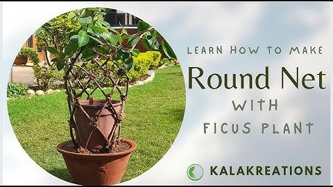 ROUND FICUS NET | SIMPLE AND EASY | CREATIVE GARDENING IDEAS | फाइकस के पेड़ से बनाएं गोल नेट