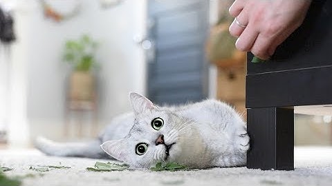 I grew WEED for my cats and they got CATNIP HIGH!