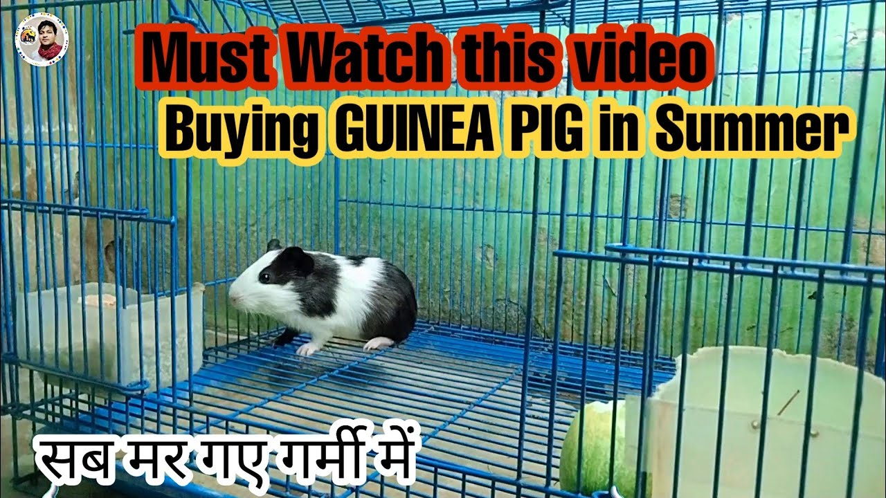How to Care Guinea Pig in Summer || गर्मी में गिनी पिग की देख भाल कैसे ...