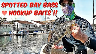 Spotted Bay Bass Fever... Hookup Baits for the Win!