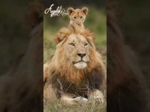 Animal espiritual o