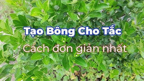 Tạo hoa cho cây tắc (hạnh) theo cách đơn giản