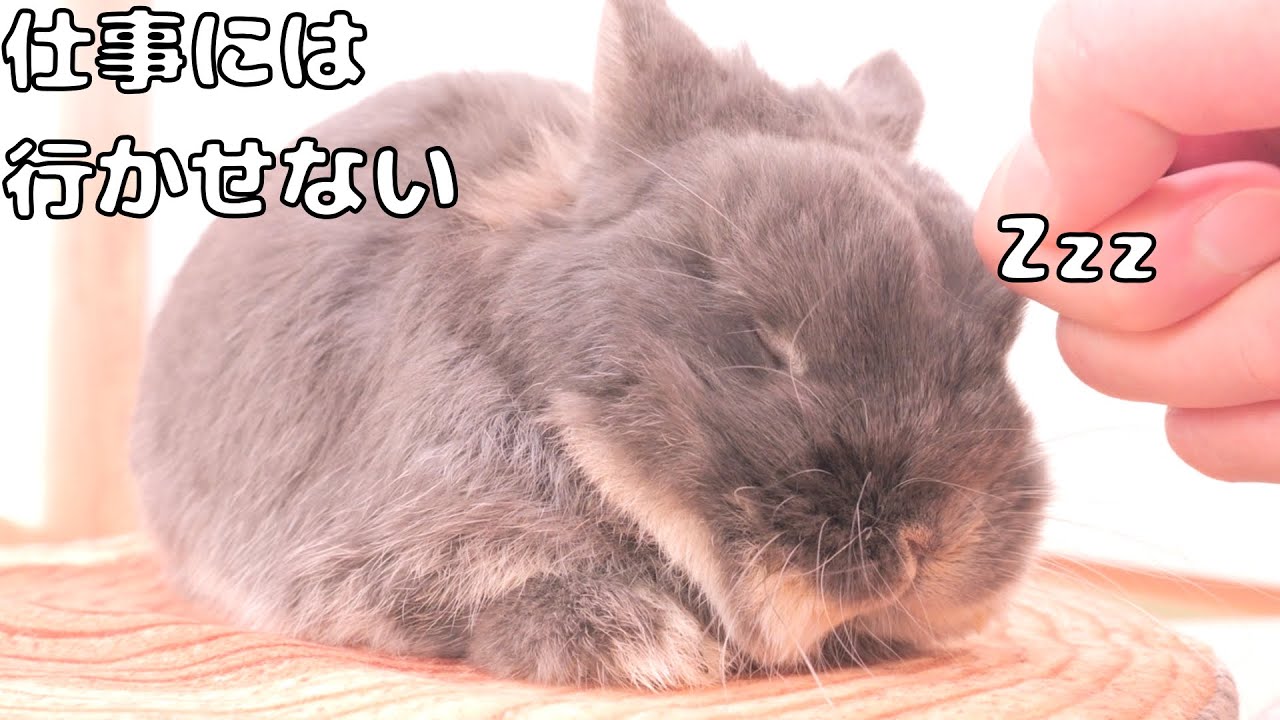 出勤前になると急に眠り出して飼い主の気を引こうとするミミが可愛すぎました【No.1776】