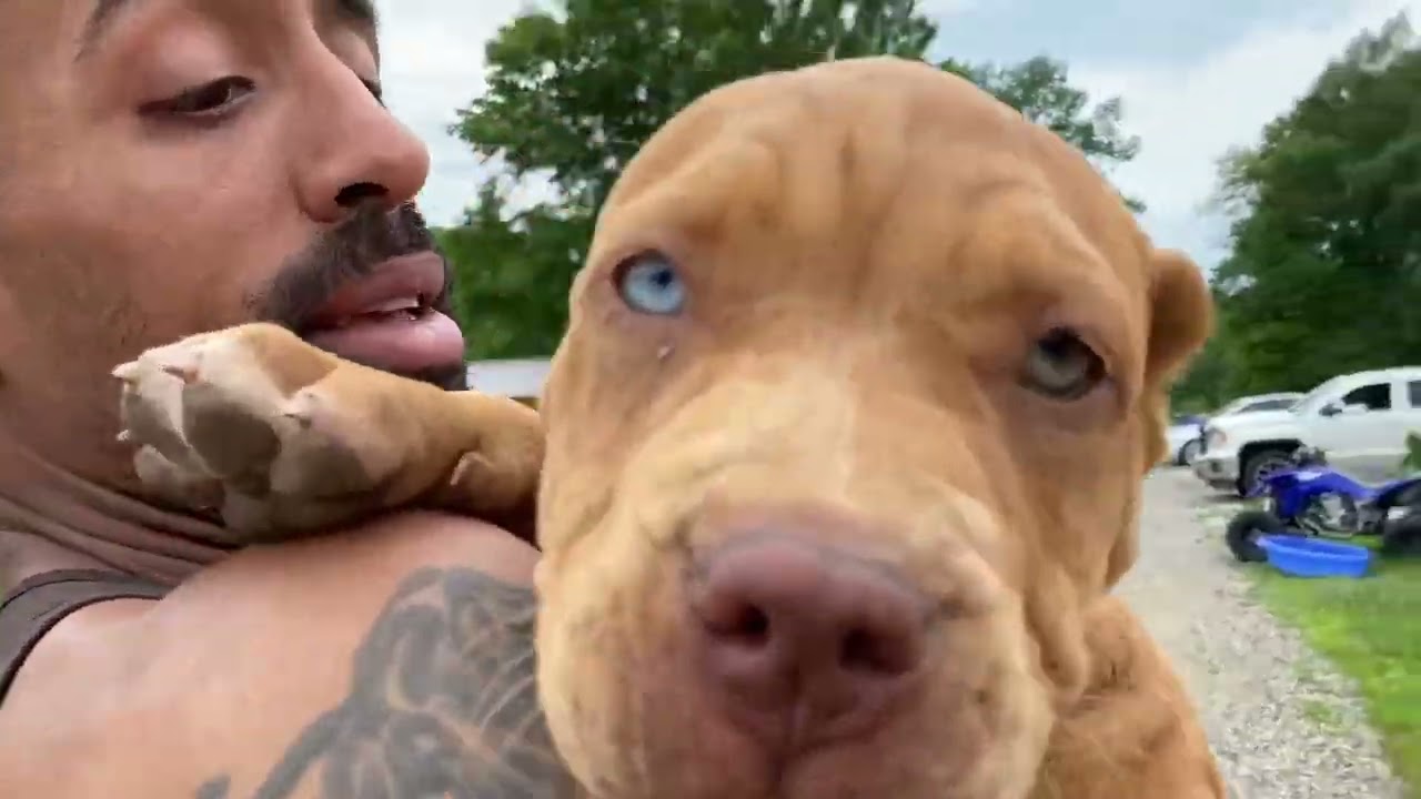 HOW I TRAIN MY PUPPIES "THE BITE STAGES"