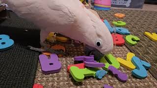 Can A Cockatoo Learn His ABCs?? by Mr. Max T.V. 3,398 views 4 days ago 5 minutes, 2 seconds