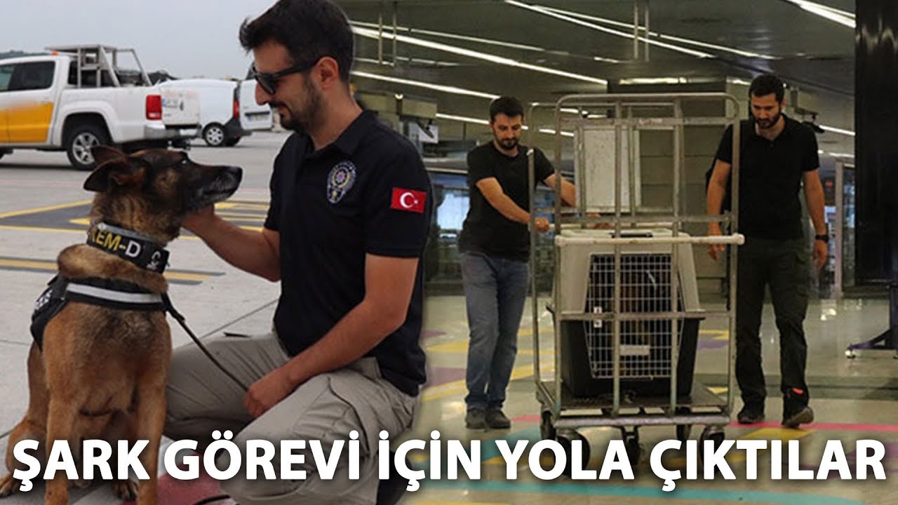 Narkotik Kopekleri Sark Gorevlerini Yerine Getirmek Icin Yola Cikti Youtube