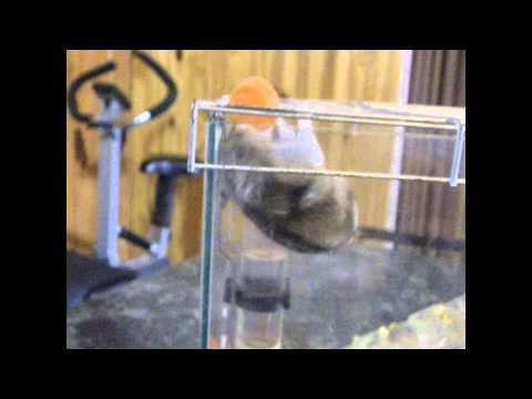 funny-hamster---hamster-ruso