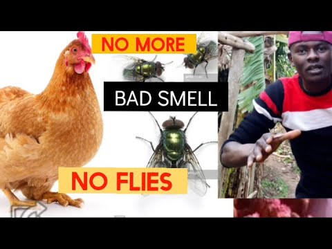 How to eliminate bad smell and flies From your chicken house