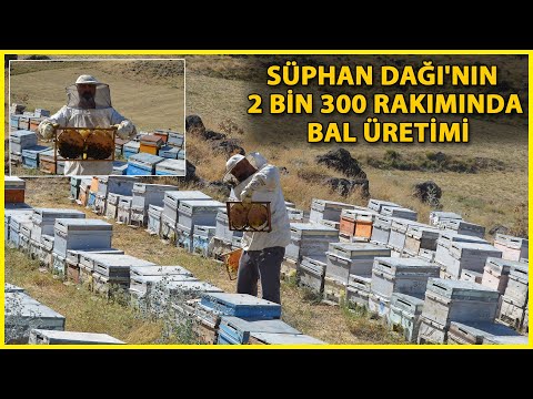 Süphan Dağı'nın 2 Bin 300 Rakımında Bal Üretimi