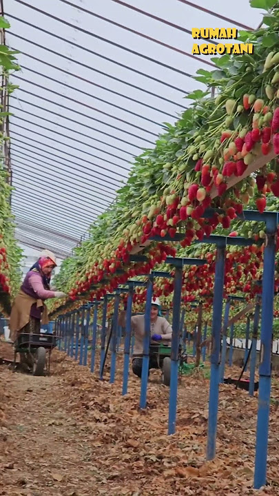 Strawberry harvesting becomes easier, hydroponic strawberries